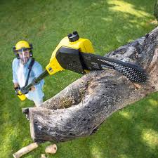 Best Organic Lawn Care Solutions  in West Wood, UT